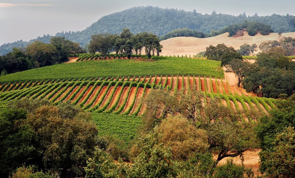 Wine Country Periodontics And Implantology photo 1