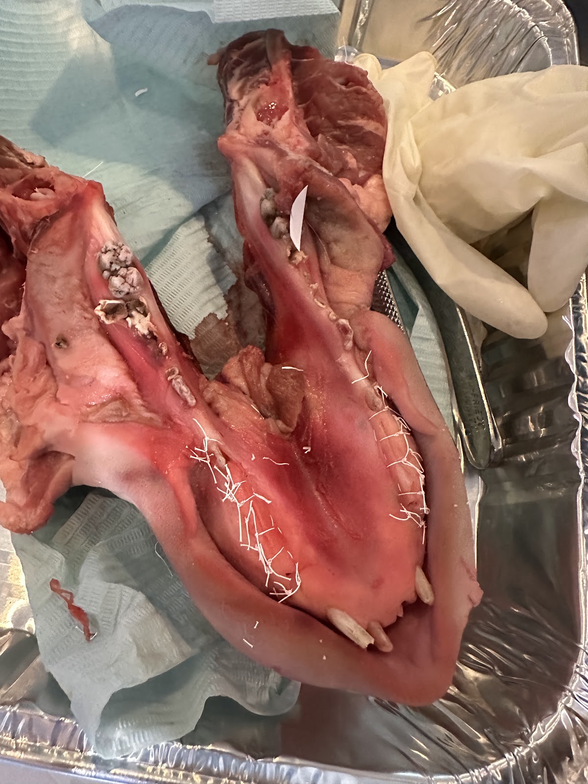 Gide Dental photo 6