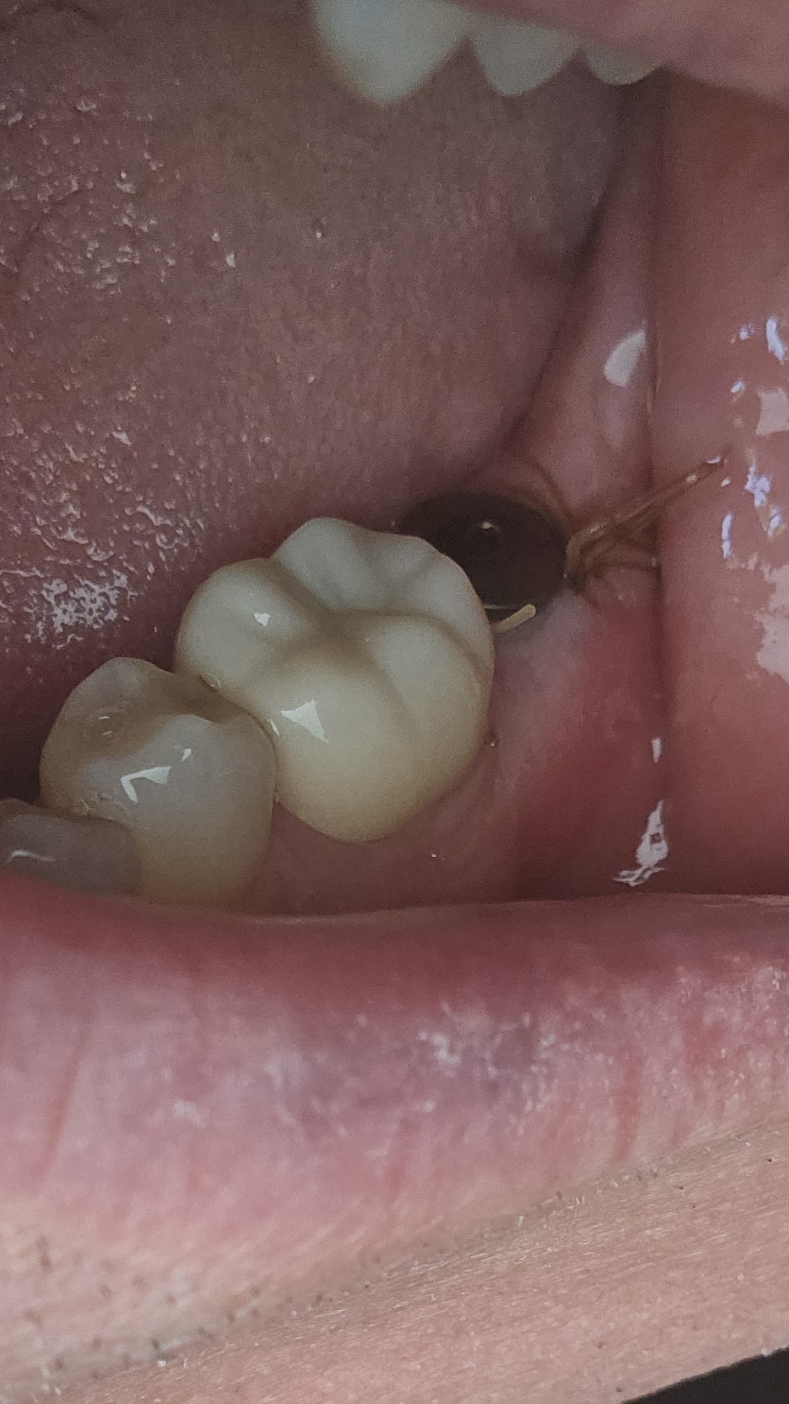 Sarasota Periodontal Associates photo 2
