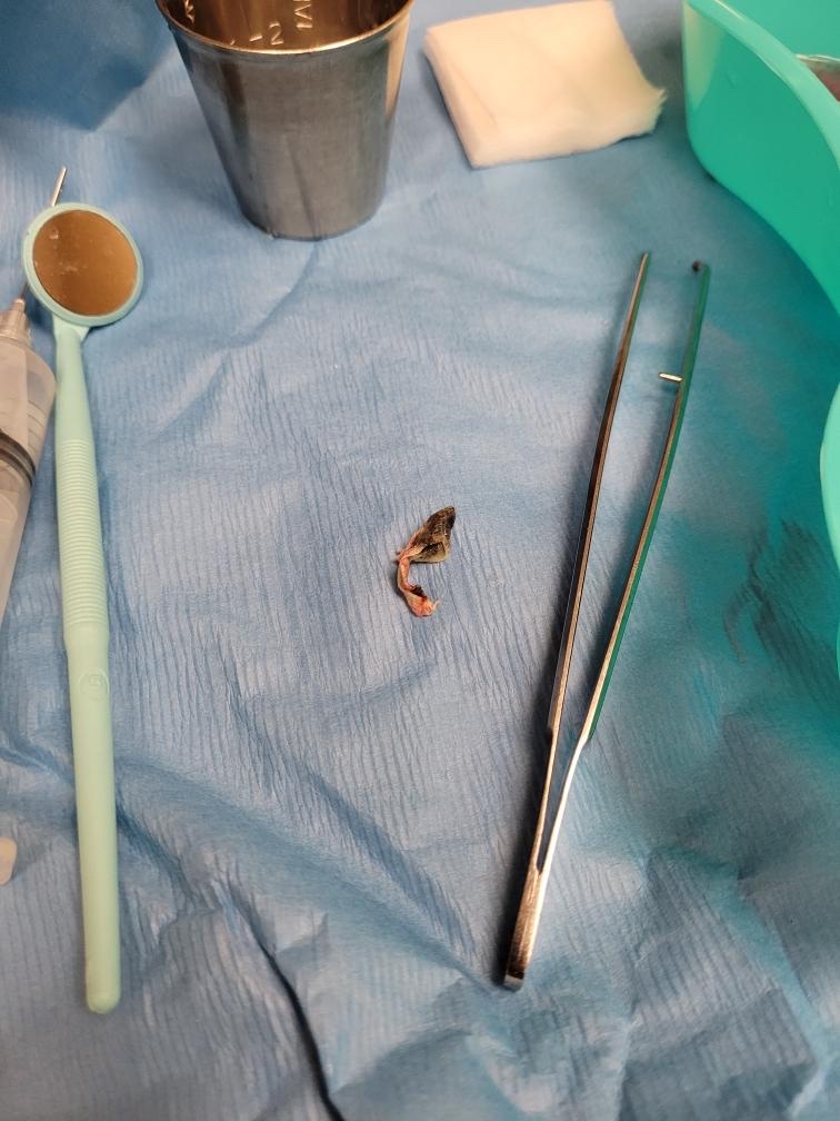 Beaverton Oral Surgeons - Beaverton photo 2