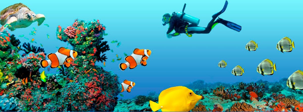 Ocean Dental photo 1