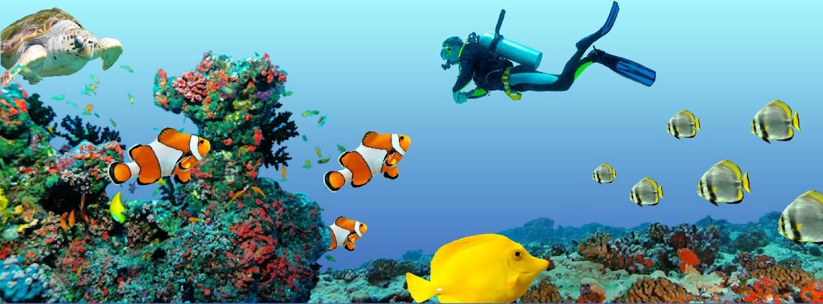 Ocean Dental photo 1