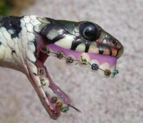 Woodbridge Dental Care photo 6
