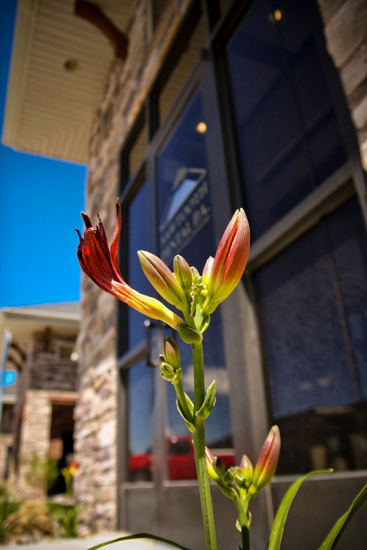 Sawtooth Dental photo 3