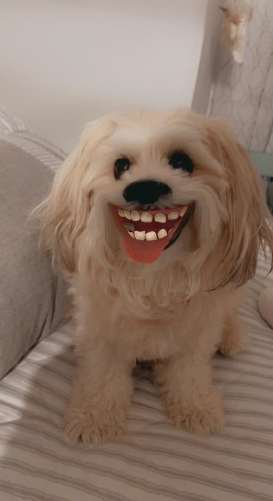 Dental Wellness of Albany photo 2