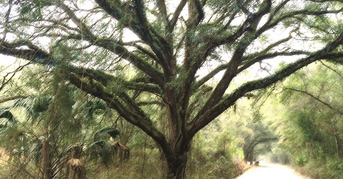 Precision Dentistry of Live Oak photo 1
