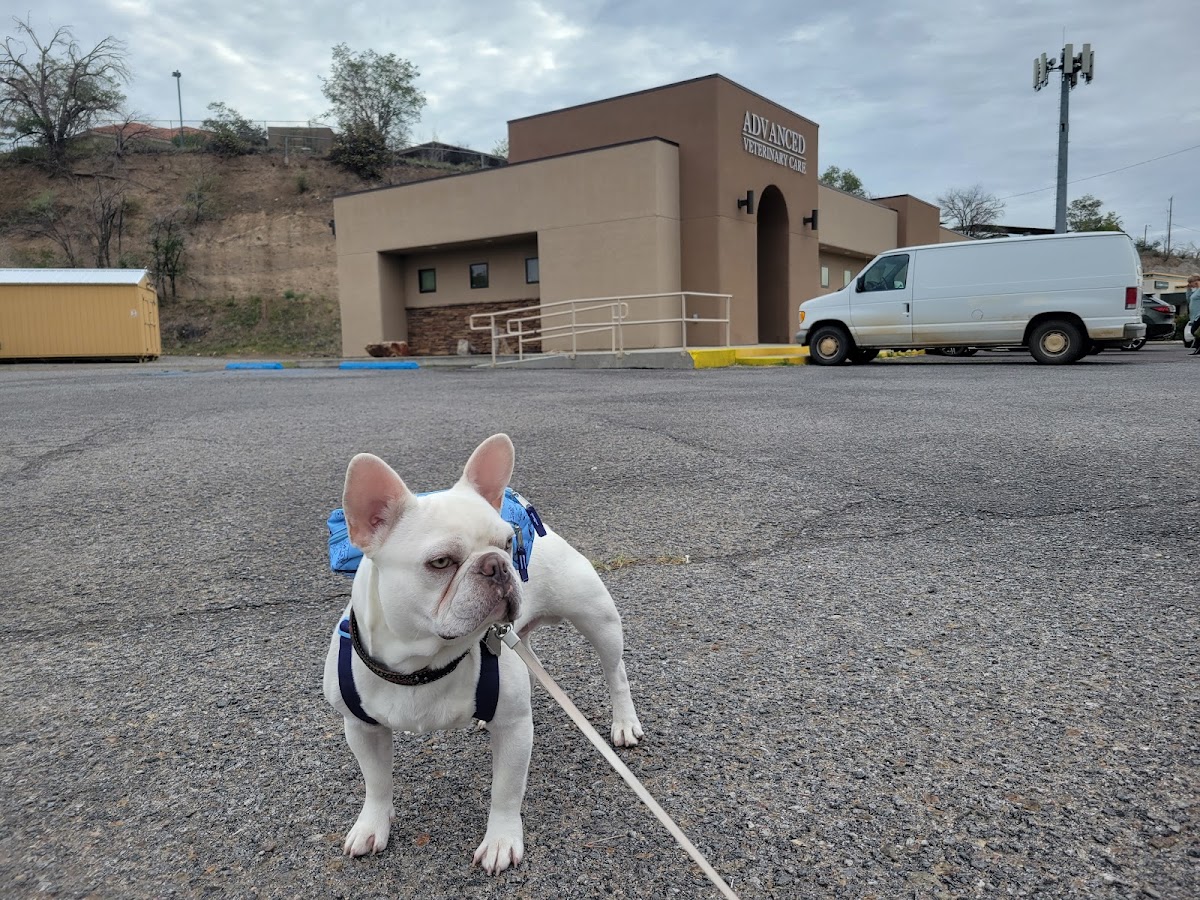 Advanced Veterinary Care photo 2