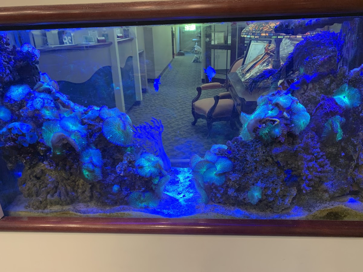 Asheville Aesthetic Dental Partners photo 2