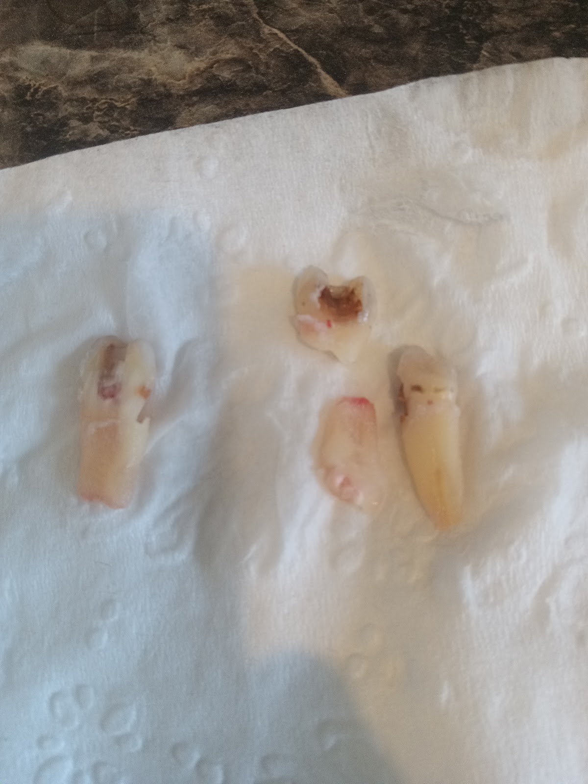 Lupine Dental photo 4