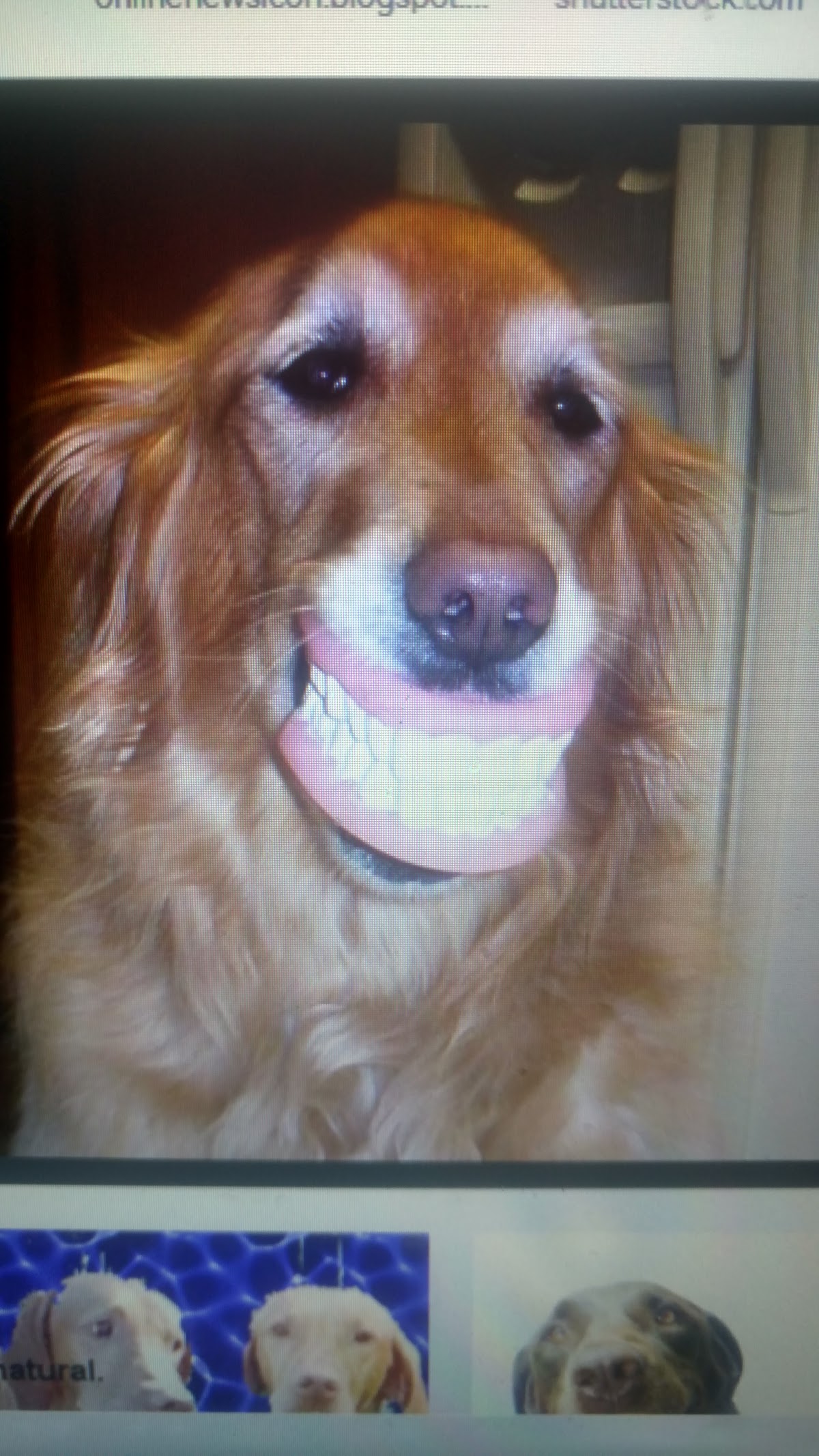 Crested Oak Dentistry photo 6