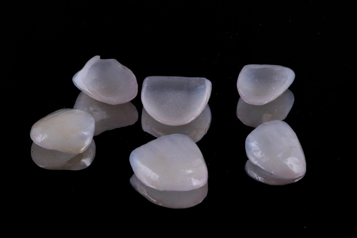The Dental Lab photo 6