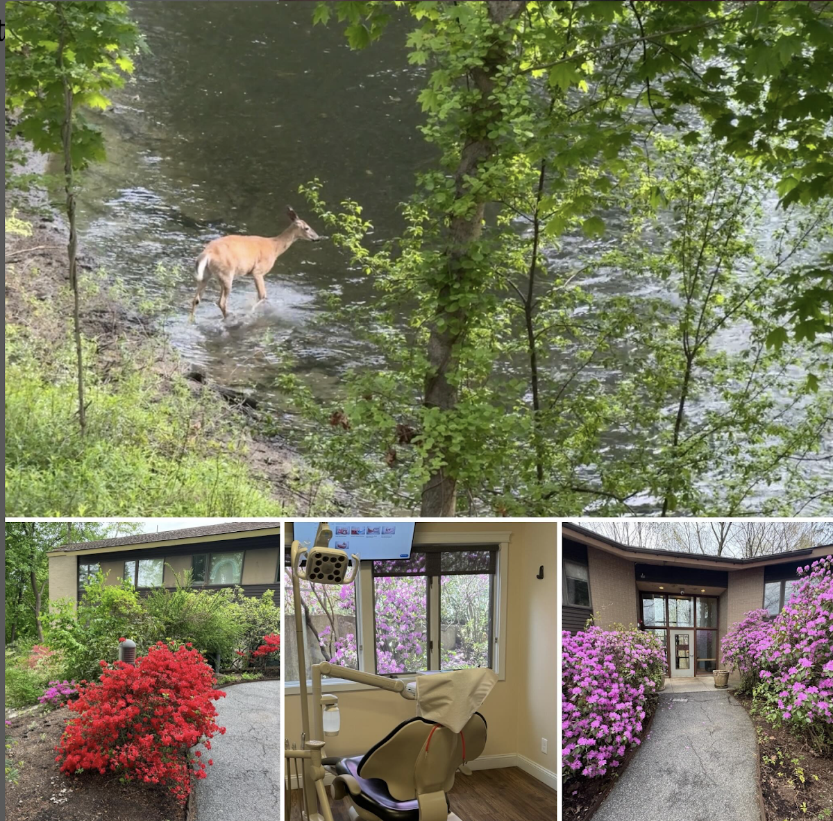 Western Mass Periodontics photo 6