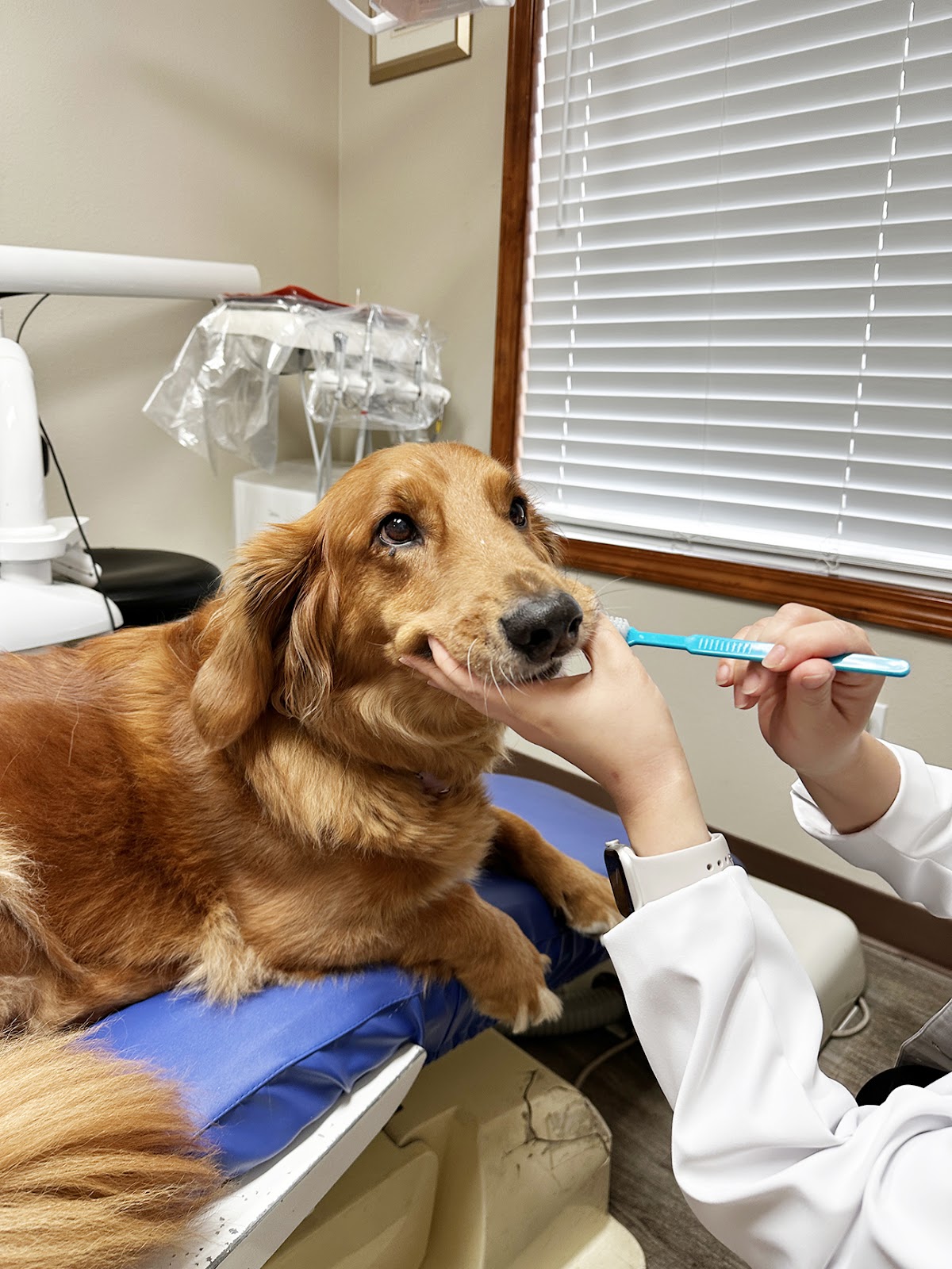 Vancouver Pacific Family Dentistry Cosmetic & Dental Implants photo 4