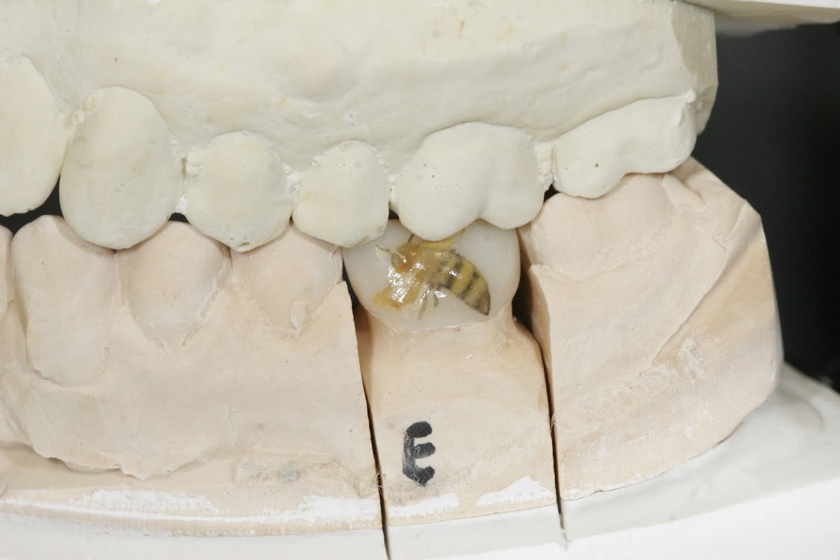 Smt Dental Lab photo 1